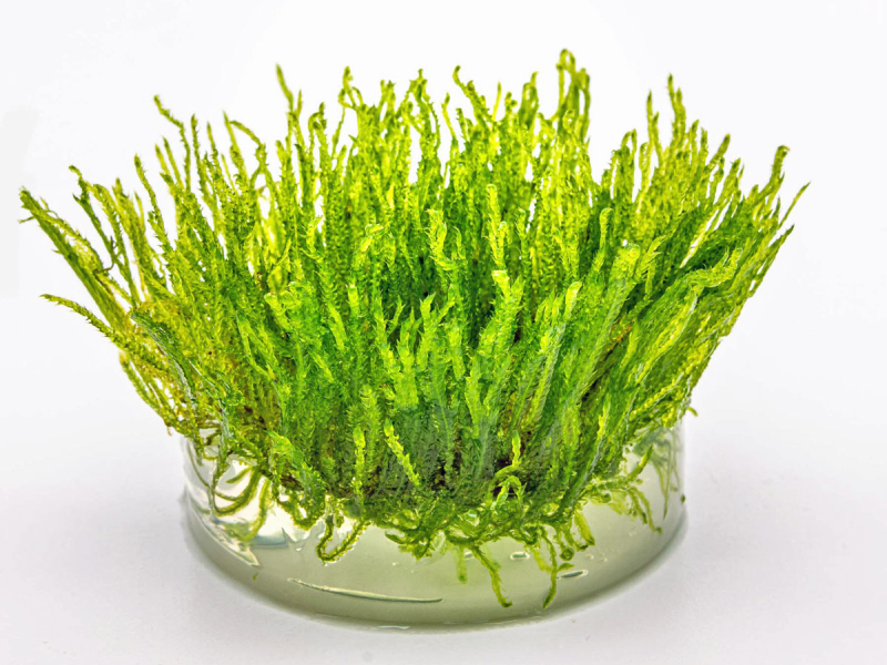 Taiwan-Moos - Taxiphyllum alternans ´Taiwan´ in vitro